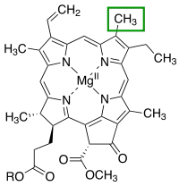 The chlorin section of the chlorophyll a molecule. The green box shows a group that varies between chlorophyll types.