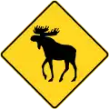 Moose crossing