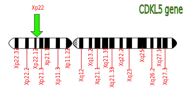 CDKL5 in X-chromosome