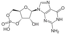 Skeletal formula of cyclic guanosine monophosphate