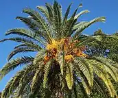 P. canariensis fruit in Northern Florida