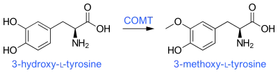 3-O-Methylation of levodopa (3-hydroxy-L-tyrosine) via COMT activity