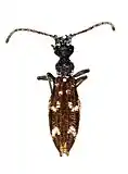 Beutelius rutherfordi