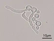 Germ tubes of Candida albicans