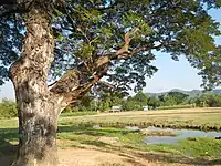 Caba rural landscape