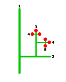 Diagram showing a large branch, numbered 1, with a secondary branch numbered 2, which in turn produces tertiary branches numbered 3 smaller sub-branches numbered 4, one of which in turn produces a side branch numbered 5. Flowers appear at the ends of branches numbered 3, 4, and 5