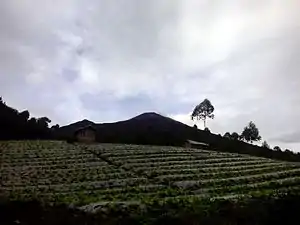 Cabbage farm with the peak of Mount Slamet in the background in Camara hamlet of Batursari village, Pemalang.