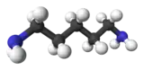 Ball and stick model of cadaverine