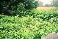 A hedgerow made up of roses and Japanese knotweed