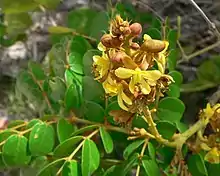 Mato de playa(Caesalpinia bonduc)