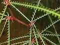 Thorns on Parkinsonia aculeata