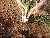 Pulling up calçots