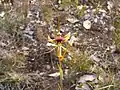 Butterfly orchid (C. lobata) near Mount Barker