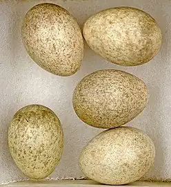 Eggs of  Calandrella brachydactyla  - MHNT