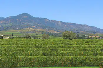 Orange grove in California