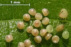 Eggs