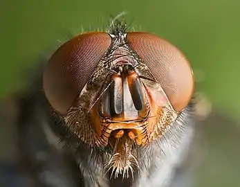 Closeup of eye structure