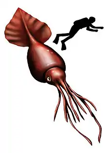 Colossal squid, largest of all invertebrates