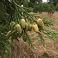 Young female cones