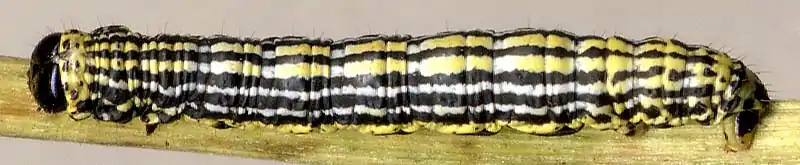 Larva