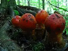 Calostoma cinnabarina