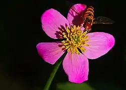 C. palustris var. purpurea