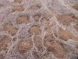 Multiple mounds of excavated earth from gopher activity, scattered over dry grass field