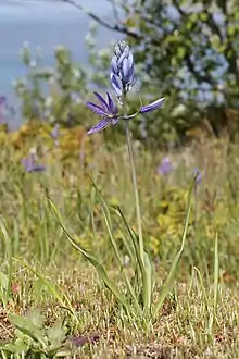 Image of Camassia quamash, the perennial herb with deep blue inflorescence