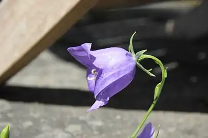 Growing wild on a soil covered concrete slab