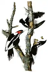 Ivory-billed woodpecker(Campephilus principalis) Possibly extinct