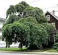 Unmaintained Camperdown Elm, Gardner MA 01440