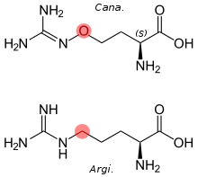 Side-by-side comparison of the structures of canavanine and arginine, with the difference highlighted