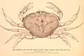 The Common Crab of the Pacific Coast. (Male.) Cancer magister, James Dwight Dana. From The Fisheries and Fisheries Industries of the United States