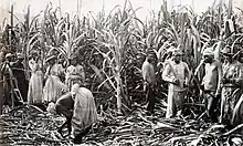 Black-and-white photograph of sugarcane standing in field