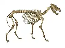 Photograph of a wolf skeleton