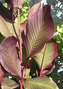 Canna 'Auguste Ferrier'