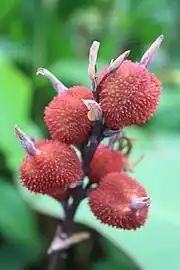 Canna edulis fruit