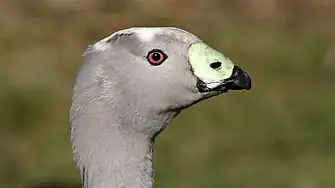 Head of adult, showing distinct bill