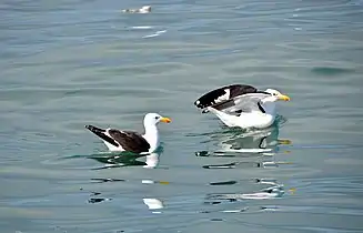 Cape gulls searching for food in South Africa