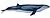 Pygmy right whale illustration with a dark gray top, a light grey underside, a light eyepatch, and a small dorsal fin near the tail