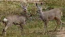 Roe deer (male and female)