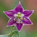 Typical flower of a rukutu: purple corolla with white spots in the center