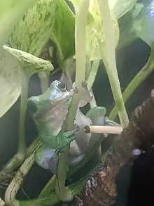 An American green tree frog hanging onto the stalk of a pothos plant (Epipremnum aureum). This individual lives in captivity.