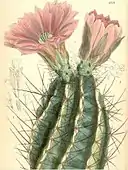 Echinocereus fendleri, 1880.