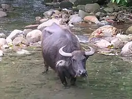 Water buffalo with large, curved horns, seen from above