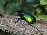 Adult of Calosoma sycophanta preying on a caterpillar of Lymantria dispar