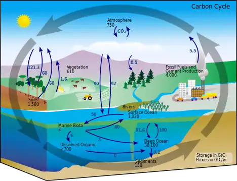 Carbon Cycle