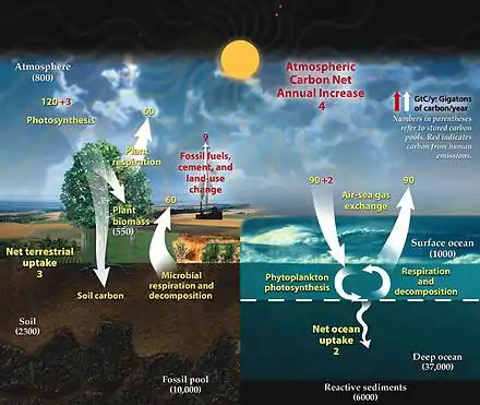 Fast carbon cycle showing the movement of carbon between land, atmosphere