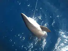 A brown shark half hauled out of the water by a fishing line coming from the corner of its mouth