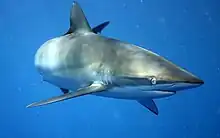 A slim, streamlined gray shark with a long snout, swimming in open water